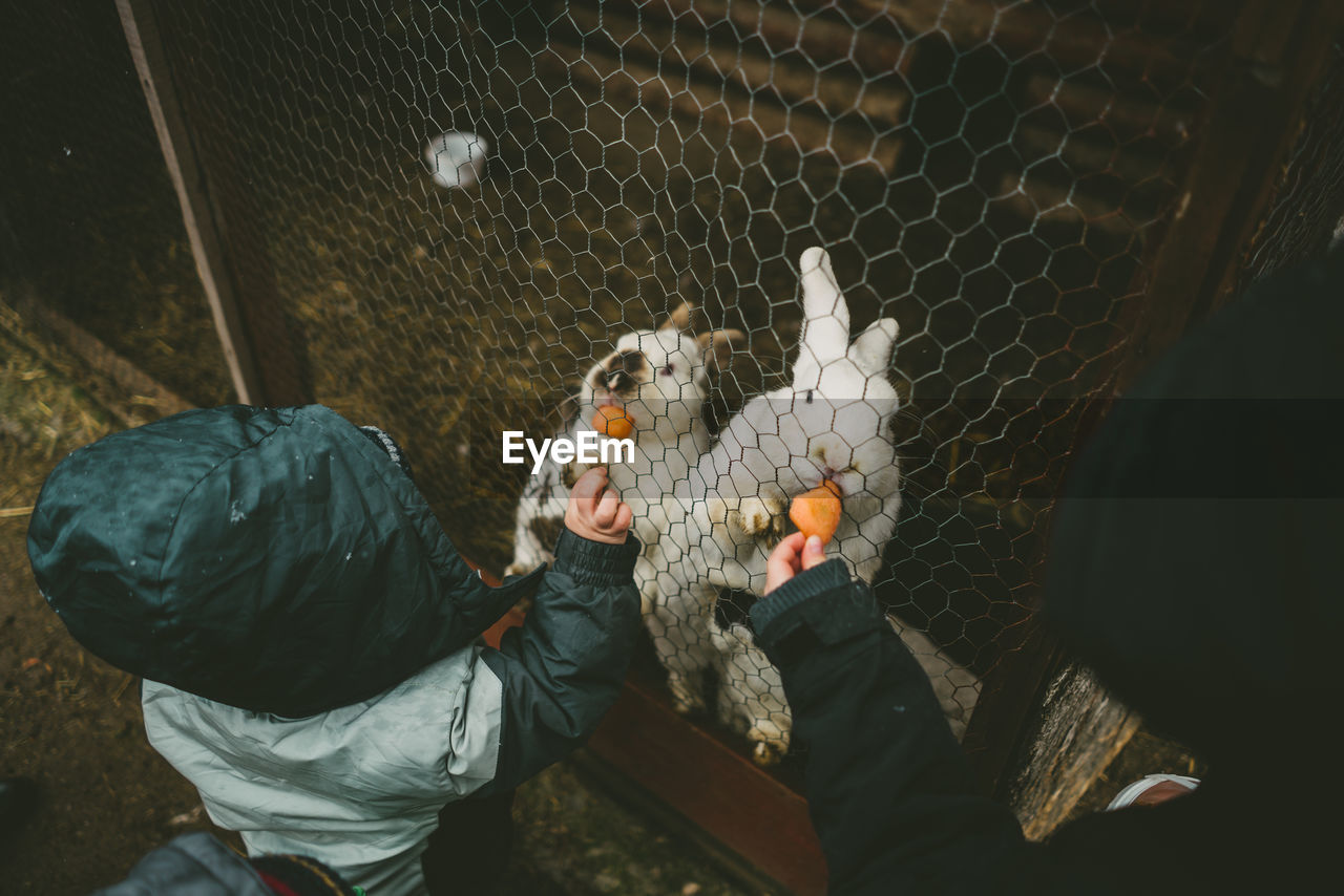 Children feeding carrots to rabbits in cage