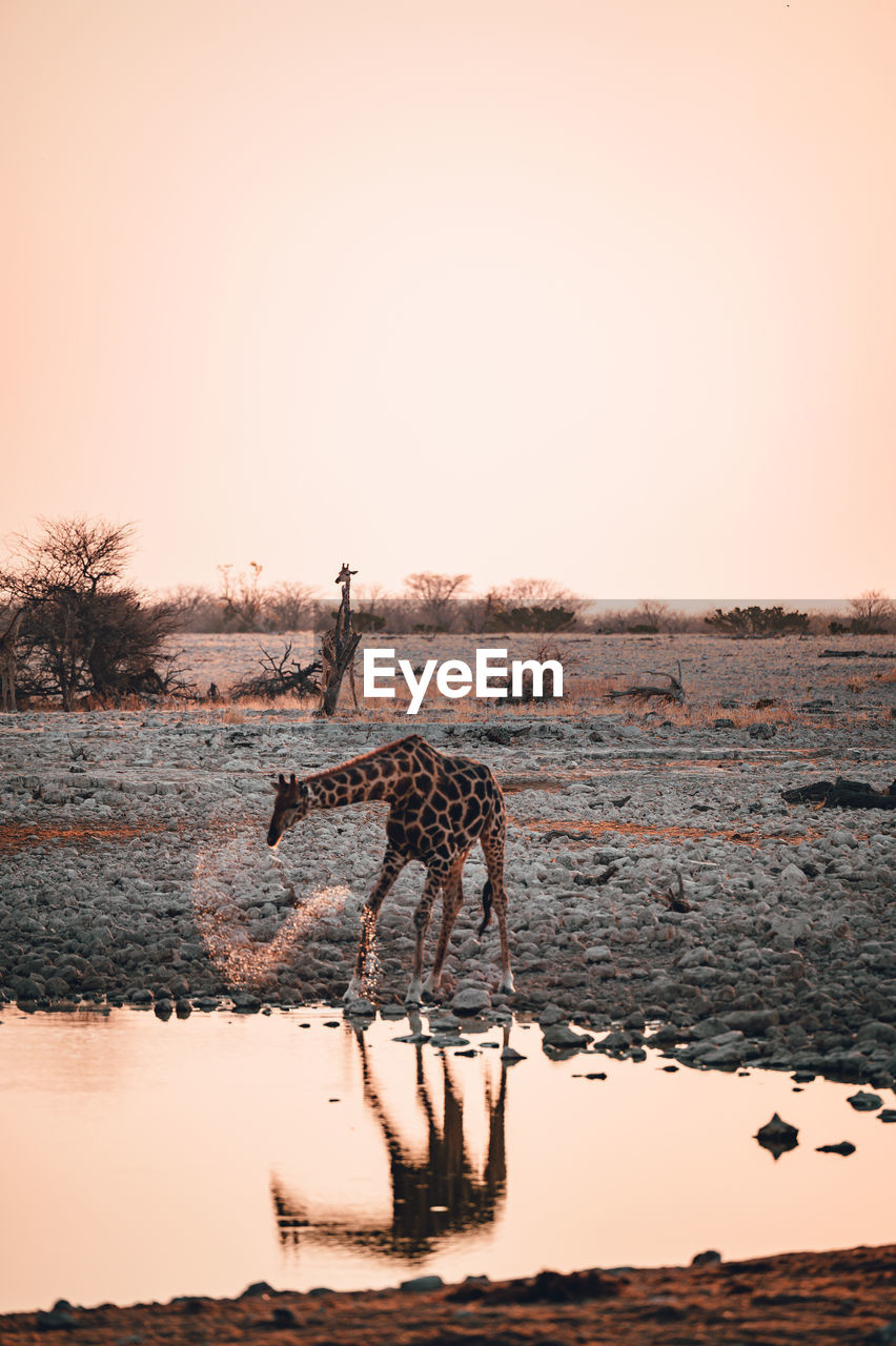 A giraffe drinking at a watering hole in etosha national park in namibia at sunset 