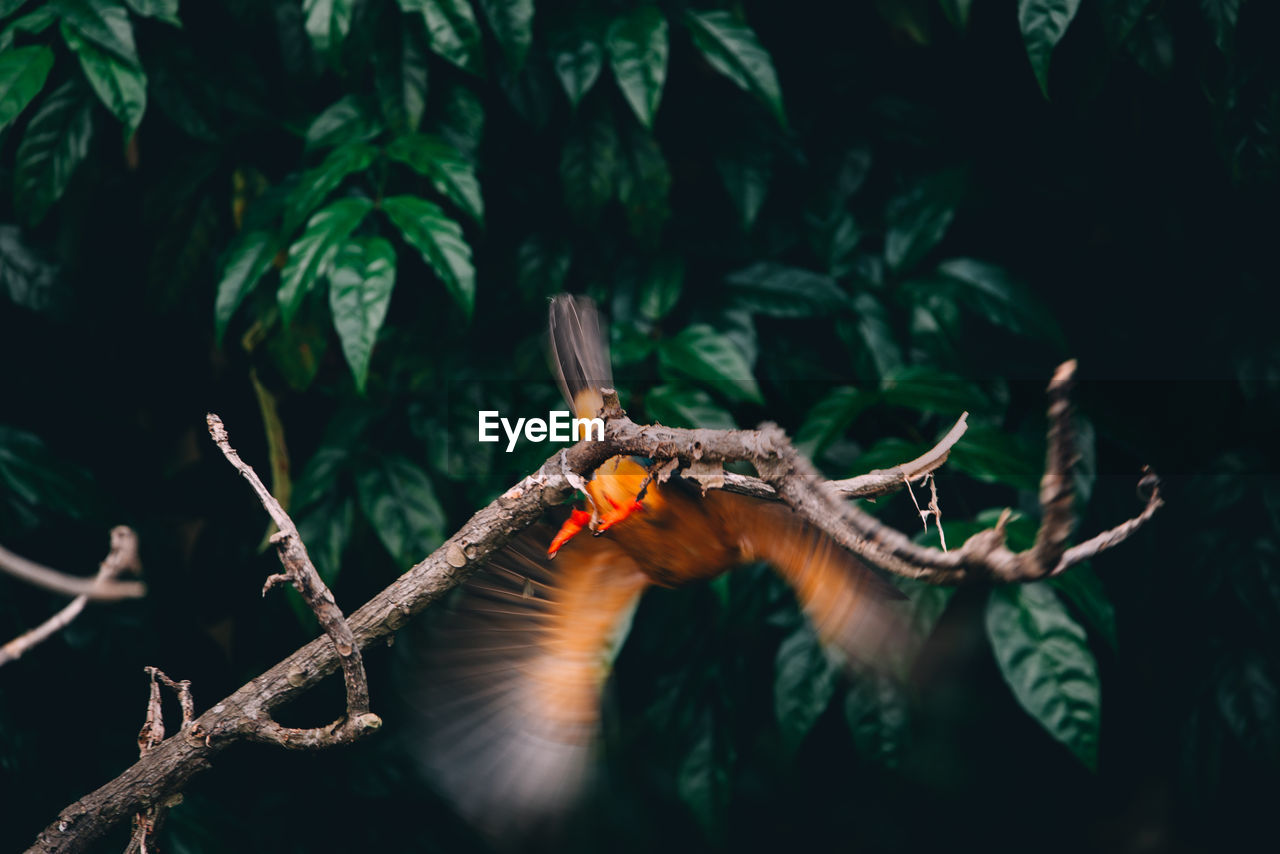 Blurred motion of bird flying against tree