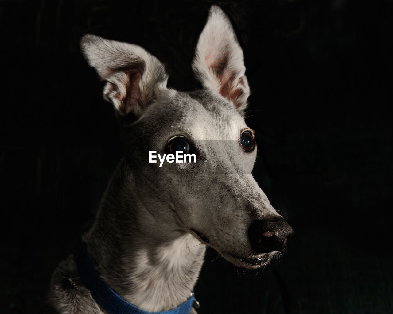 Close-up of dog against black background