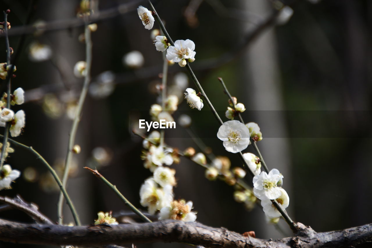 plant, flower, flowering plant, tree, spring, branch, beauty in nature, freshness, blossom, nature, fragility, growth, springtime, macro photography, white, close-up, produce, focus on foreground, no people, food, food and drink, twig, fruit, outdoors, flower head, day, selective focus, botany, inflorescence, leaf, cherry blossom, fruit tree, petal