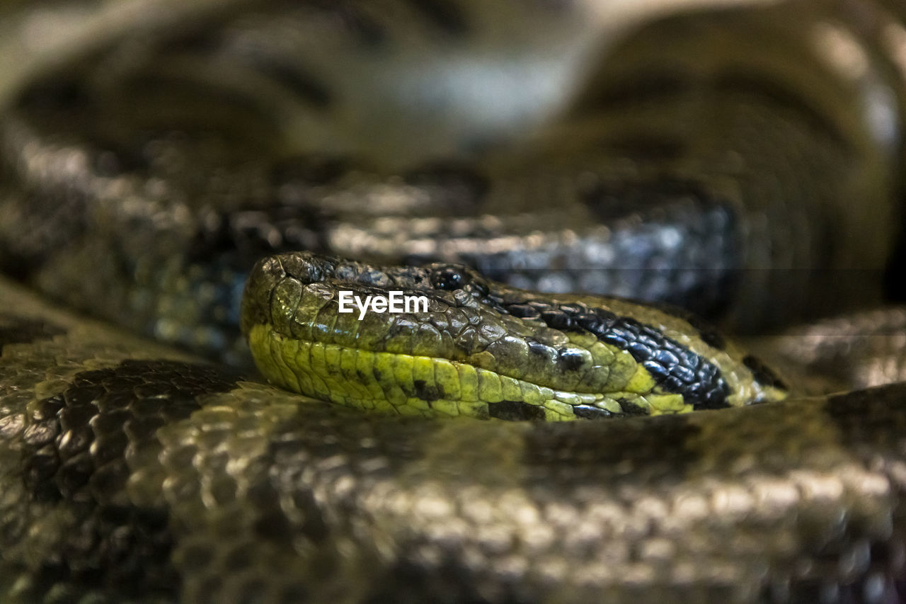 CLOSE-UP OF SNAKE ON A ZOO