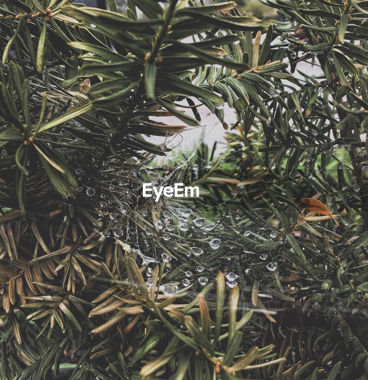 HIGH ANGLE VIEW OF RAINDROPS ON BRANCH