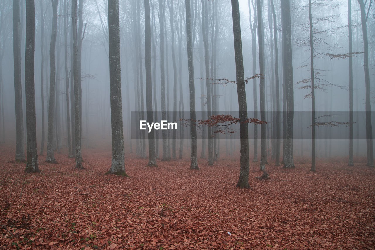 tree, forest, land, natural environment, fog, plant, autumn, nature, woodland, tree trunk, trunk, plant part, tranquility, beauty in nature, leaf, morning, non-urban scene, tranquil scene, scenics - nature, environment, mist, no people, sunlight, landscape, soil, remote, day, idyllic, outdoors, wood, winter, bare tree, growth, grove