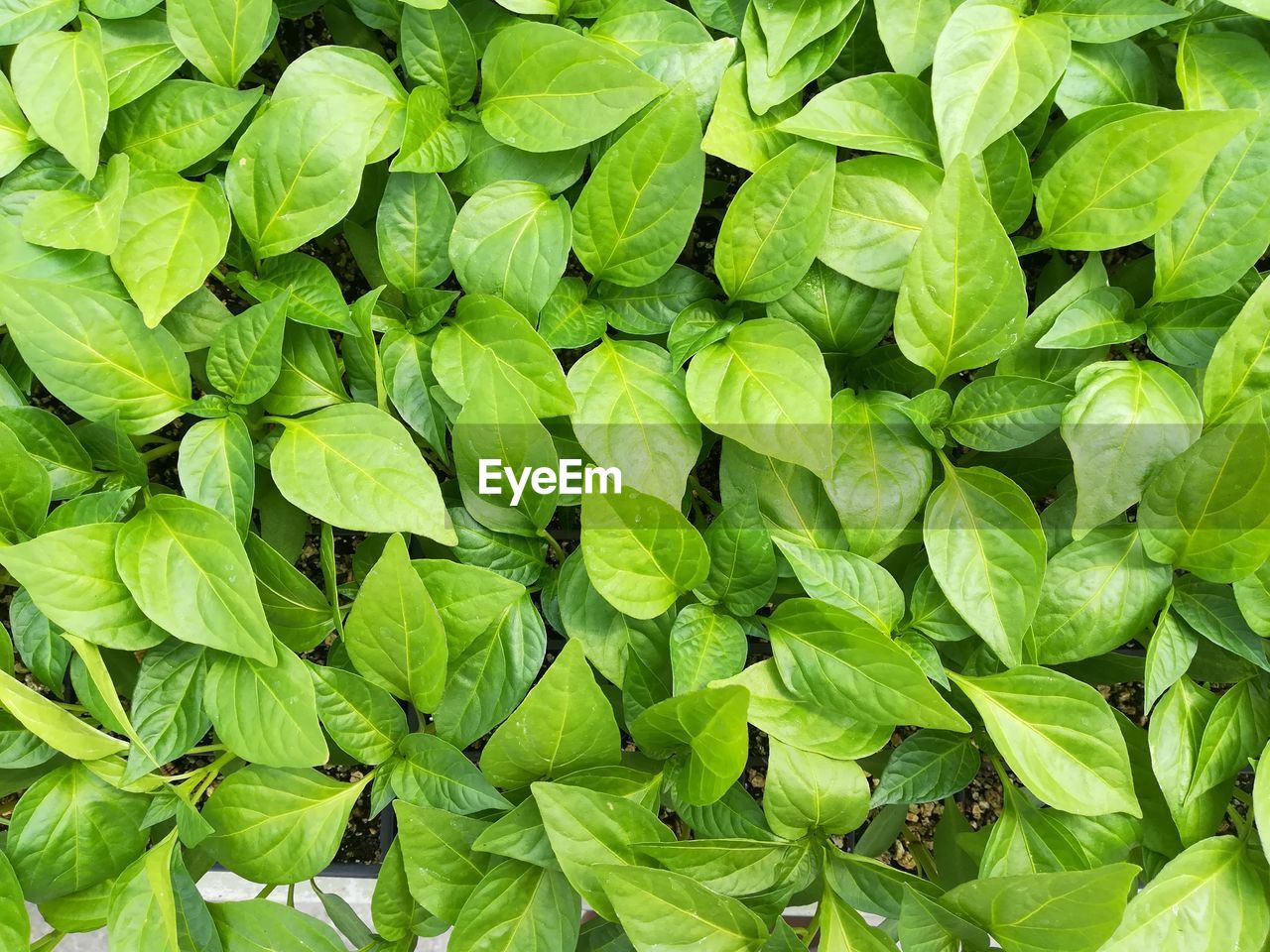 Full frame shot of green leaves