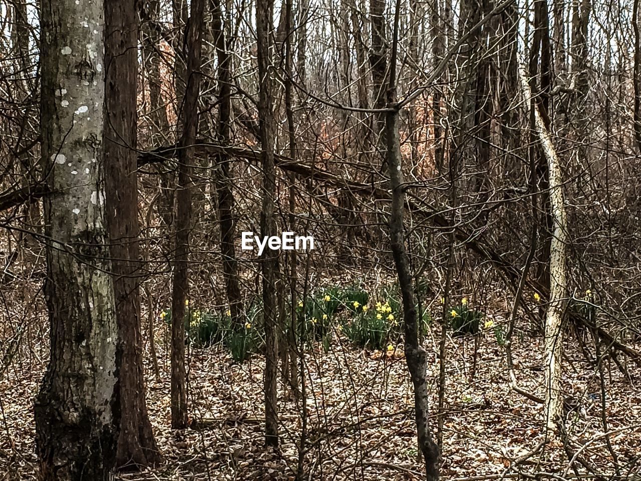 VIEW OF TREES IN FOREST