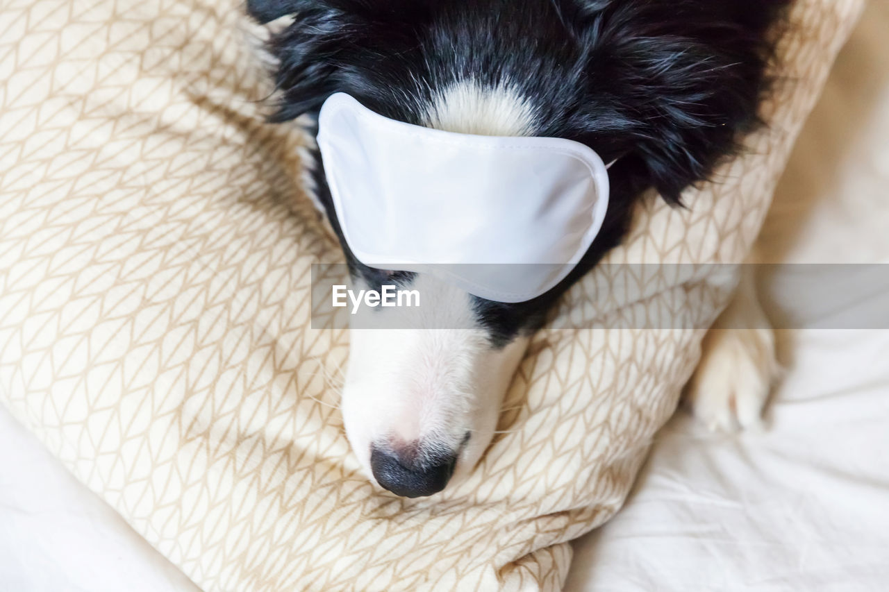 Puppy border collie with sleeping eye mask lay on pillow blanket in bed. dog at home sleeping