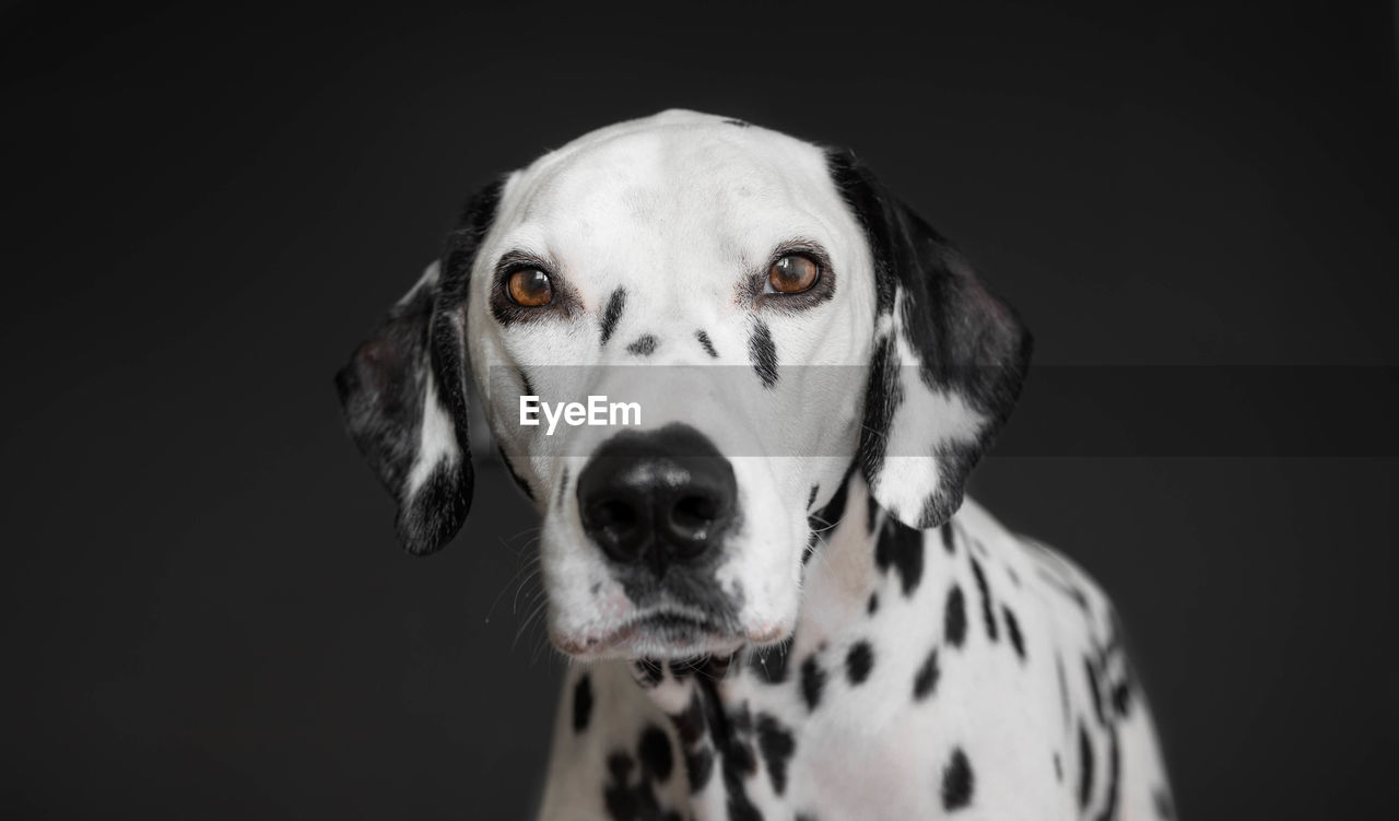 Close-up portrait of a dog over black background