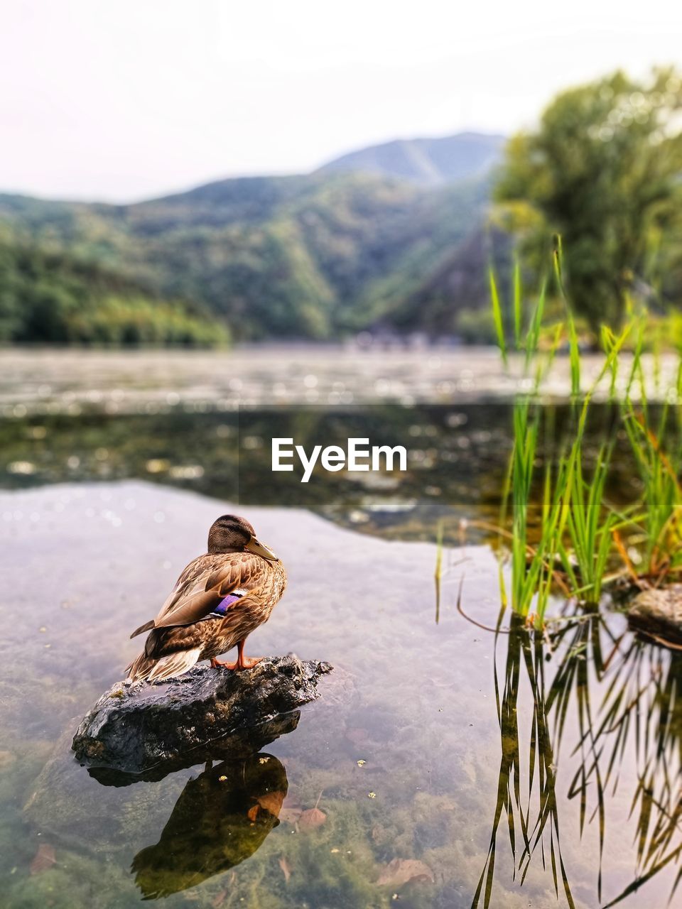 Close-up of a bird