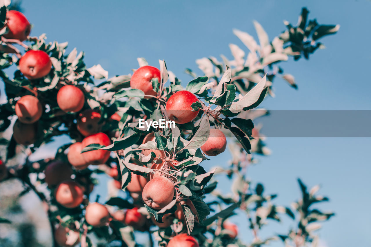 Red apples on branches in orchard against blue sky. organic fruits hanging on apple trees at farm