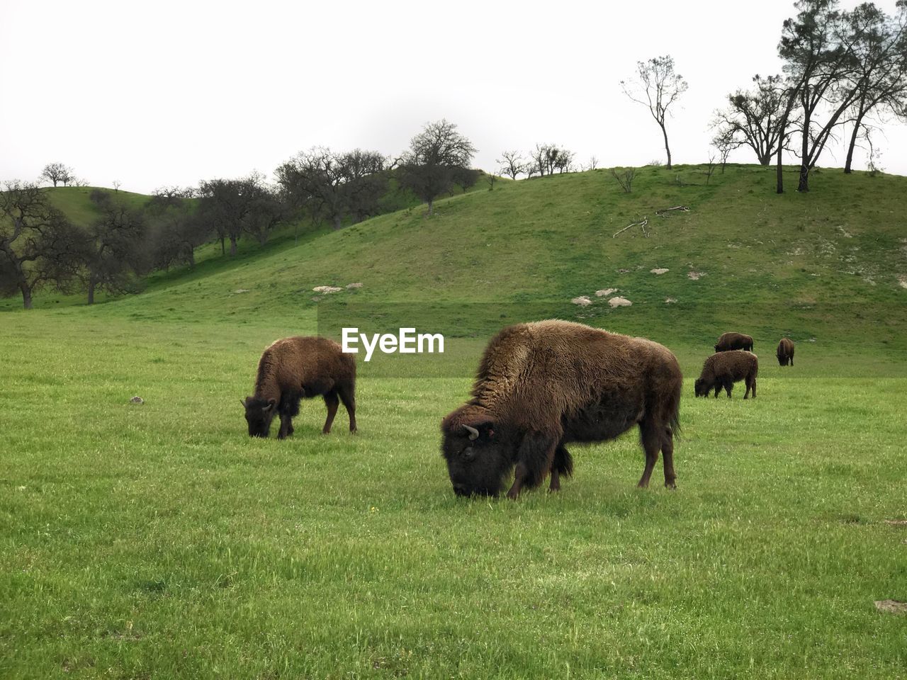 SHEEP GRAZING ON FIELD