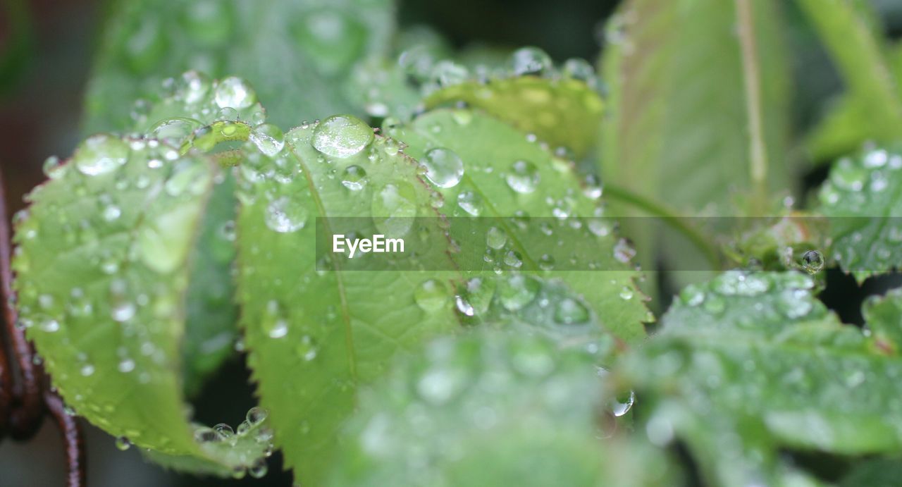 Close-up of water drops on leaves