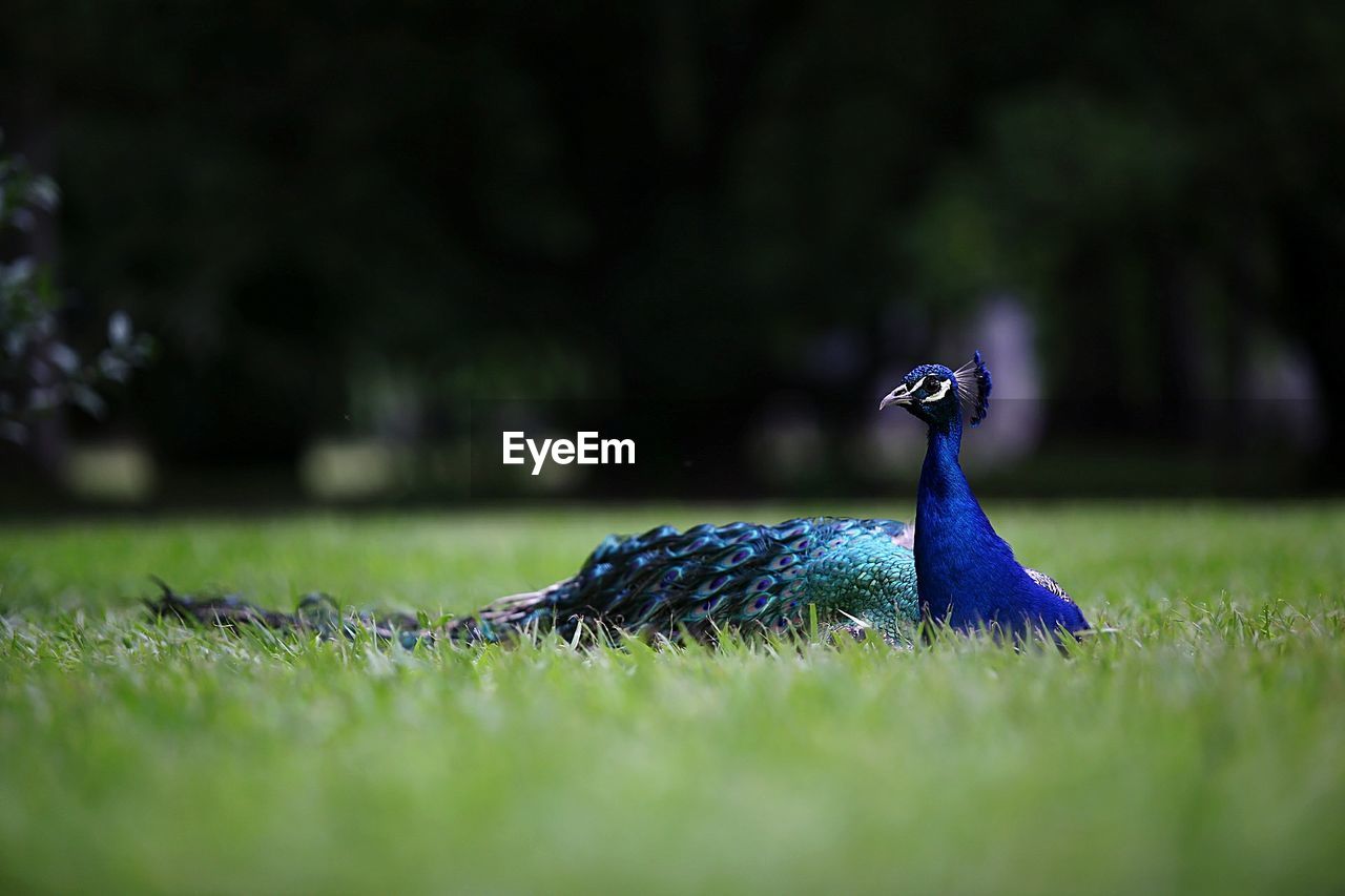 Close-up of peacock on grass