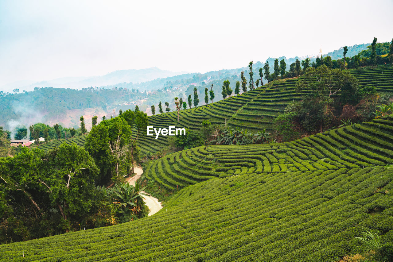 SCENIC VIEW OF FARM AGAINST SKY