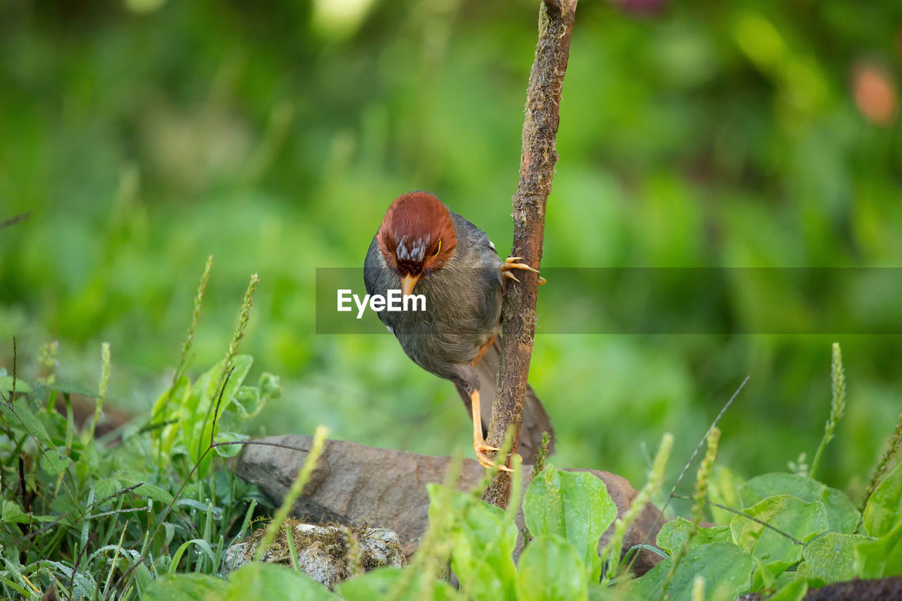 CLOSE-UP OF A BIRD