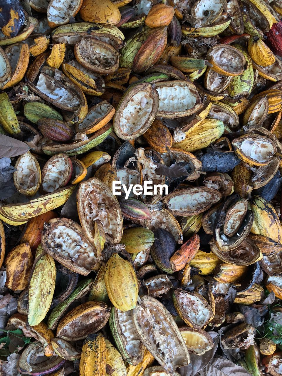 HIGH ANGLE VIEW OF SHELLS IN THE GROUND