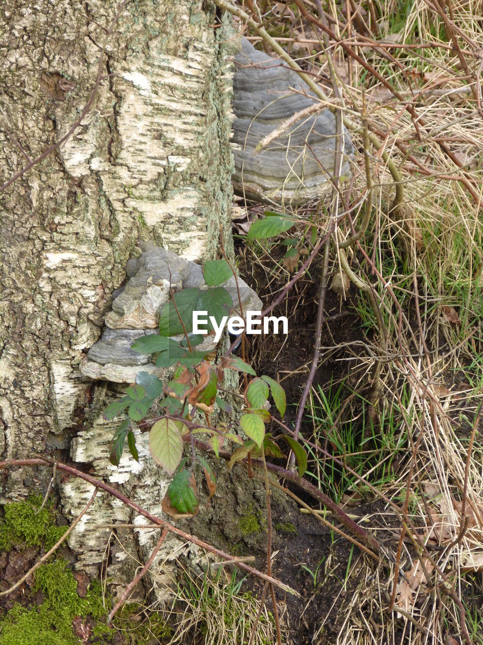 FULL FRAME SHOT OF TREES