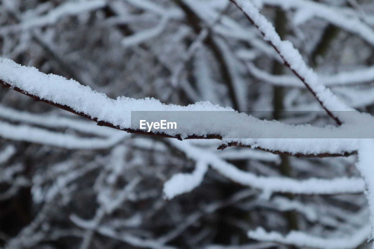 snow, cold temperature, winter, frost, branch, freezing, frozen, nature, plant, no people, twig, ice, white, tree, close-up, day, black and white, focus on foreground, beauty in nature, monochrome, environment, outdoors, selective focus, land, snowflake, leaf, rain and snow mixed, coniferous tree