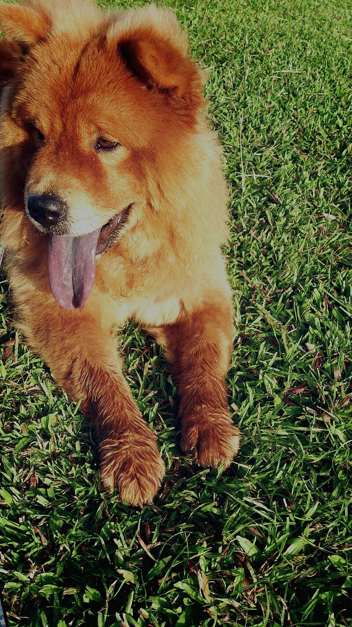 High angle view of brown dog on grass