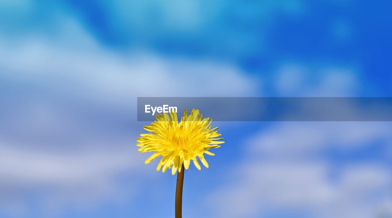 Low angle view of dandelion flower against cloudy sky