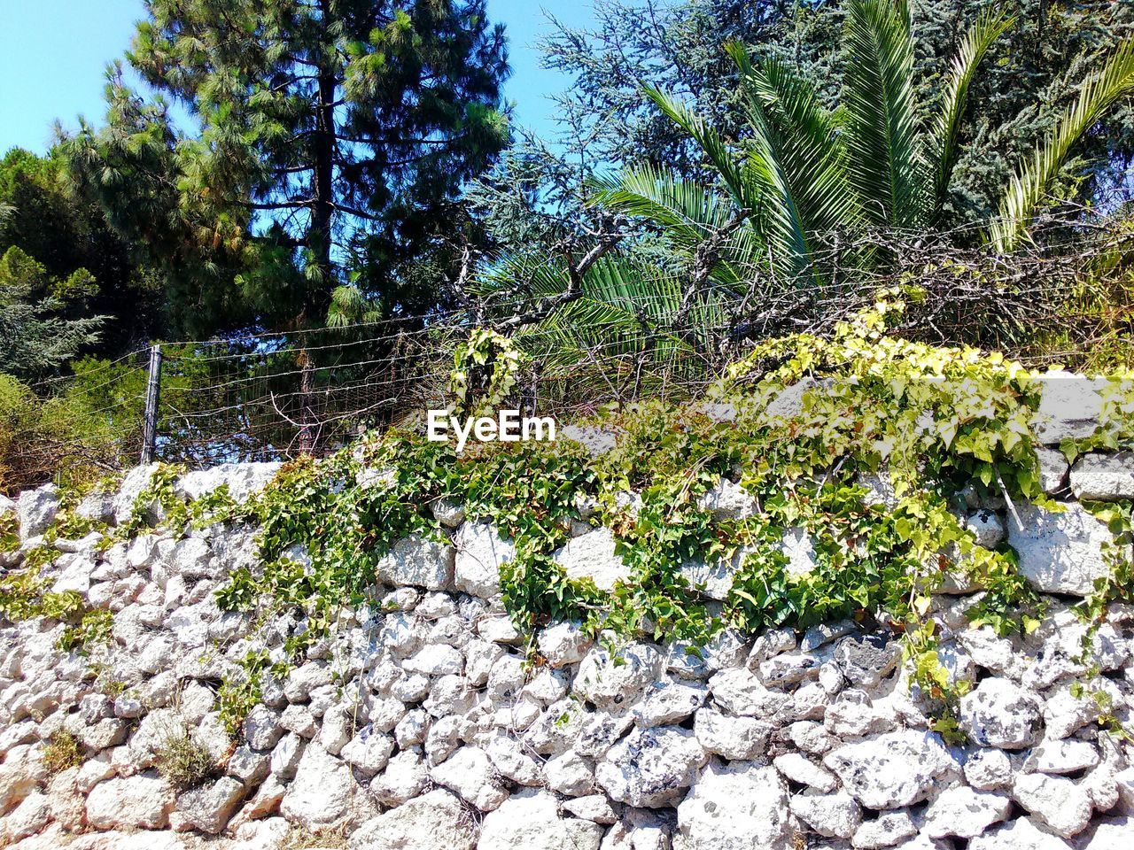 Low angle view of stone wall against trees