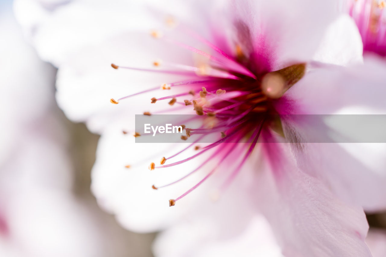 CLOSE-UP OF PINK FLOWER