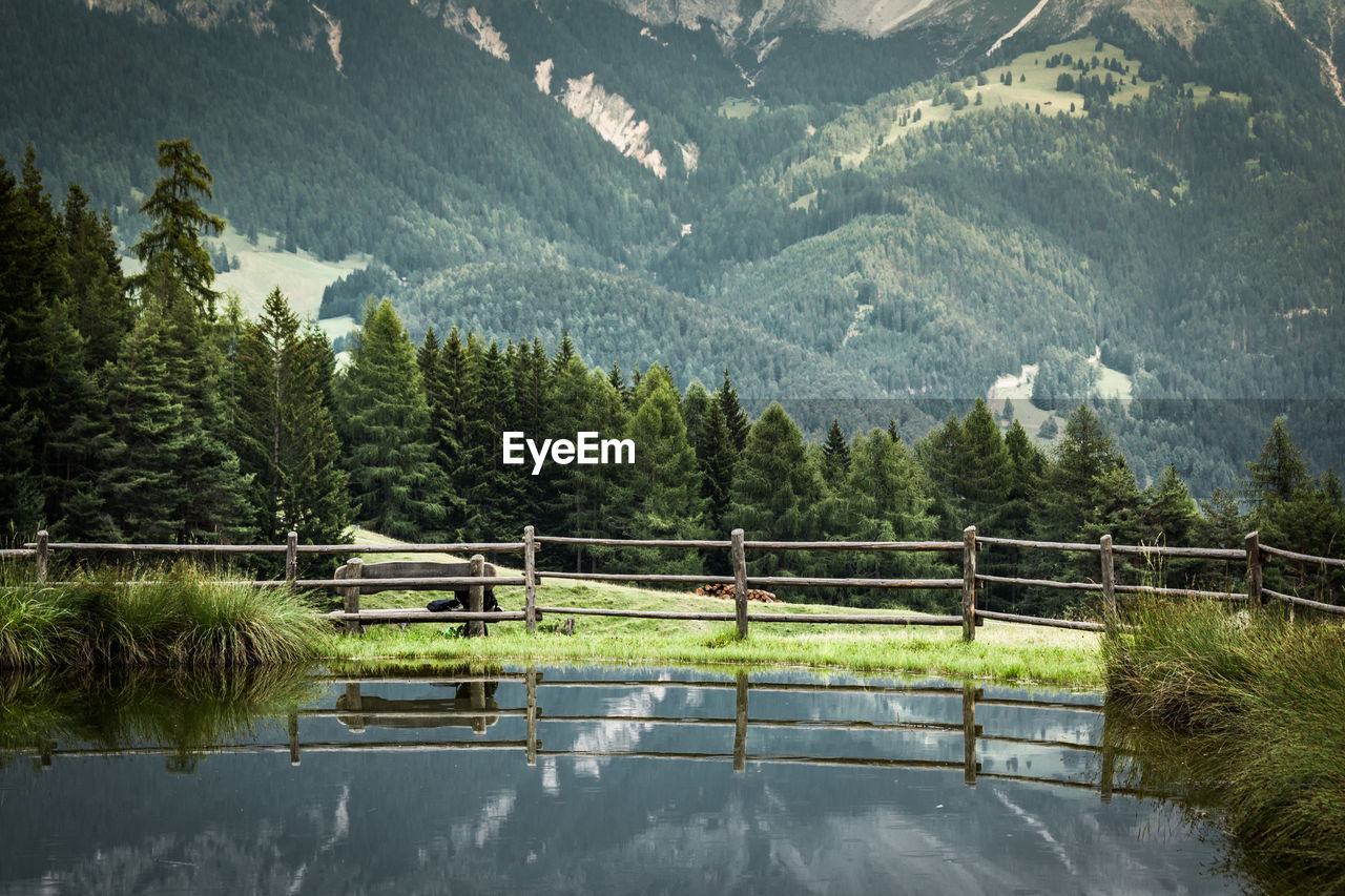 Scenic view of pine trees by lake in forest