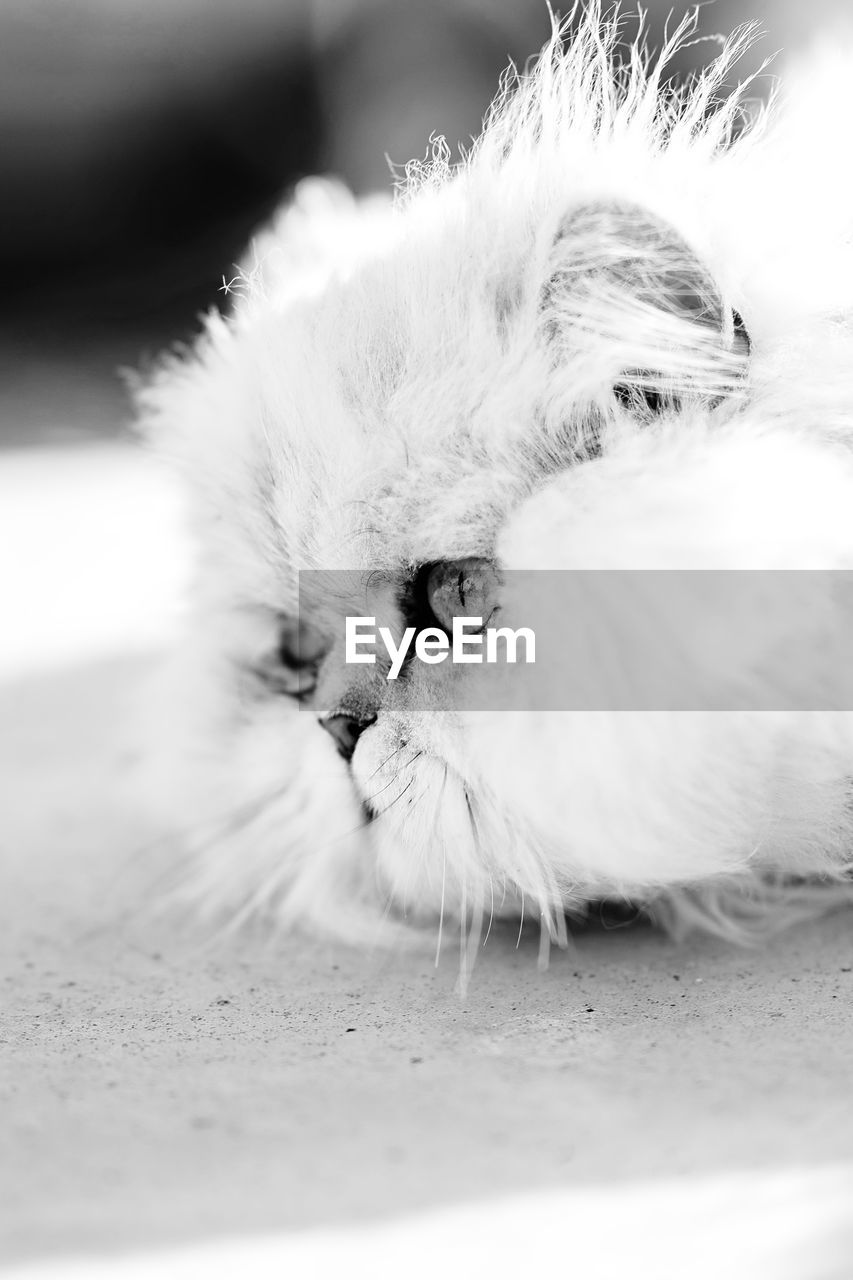 CLOSE-UP OF A CAT LYING ON FLOOR