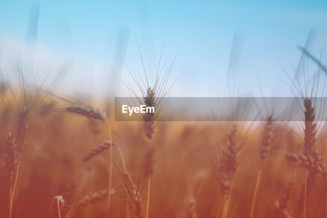 Close-up of wheat field against sky