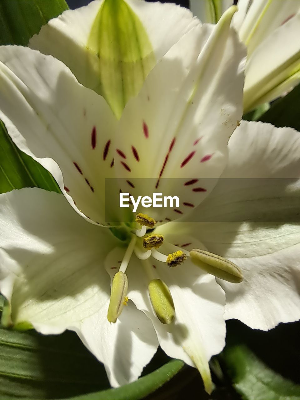 flower, plant, flowering plant, beauty in nature, freshness, close-up, fragility, petal, growth, flower head, inflorescence, nature, pollen, white, blossom, stamen, lily, no people, macro photography, botany, springtime, leaf, outdoors, macro, plant part, green, sunlight, focus on foreground, pistil, day