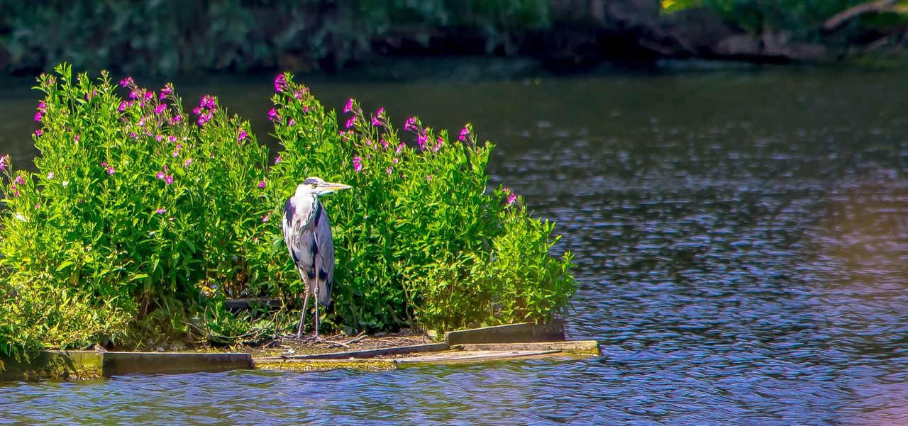 Water bird standing against plants over lake