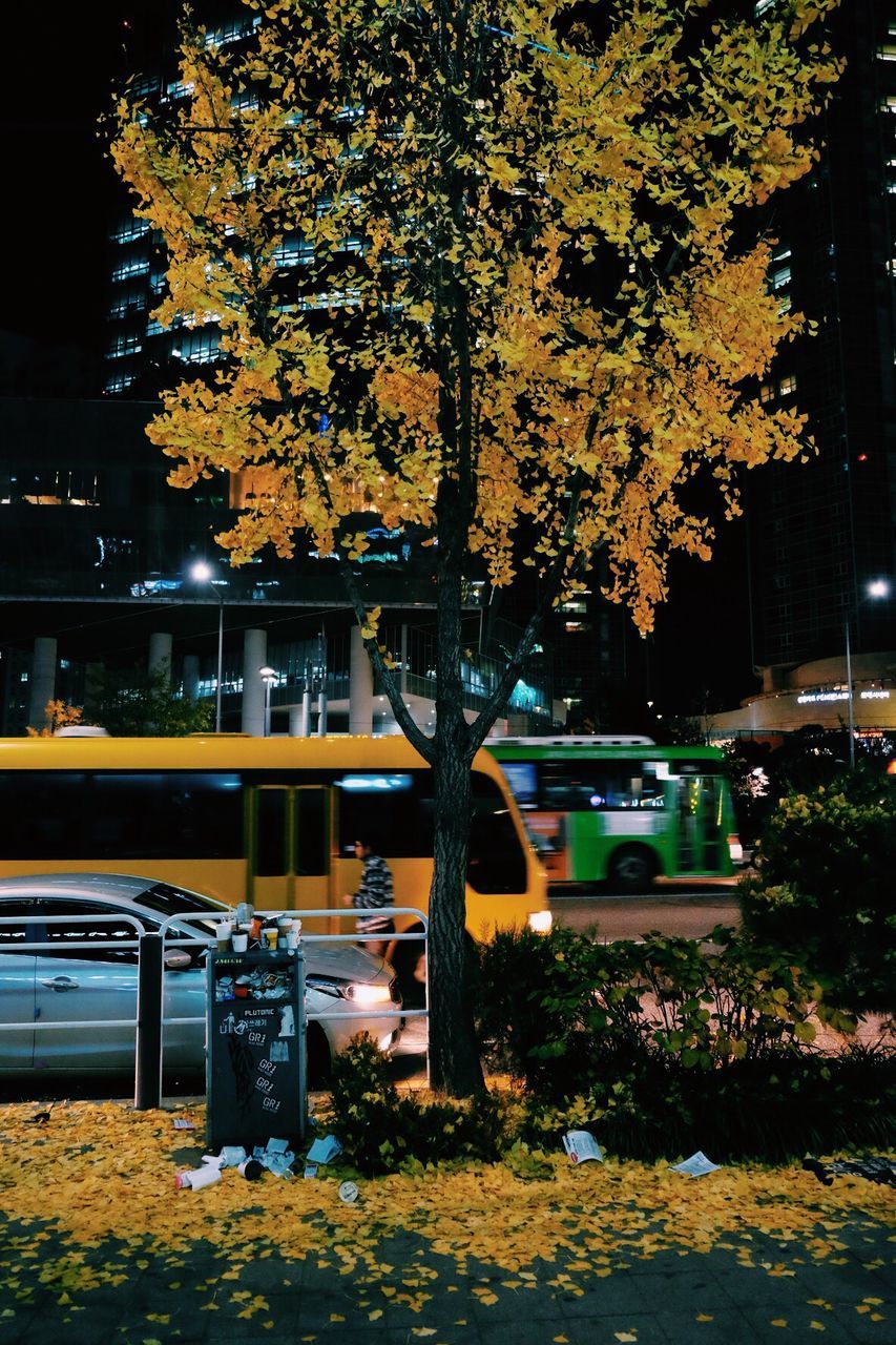 ILLUMINATED TREES IN CITY DURING AUTUMN