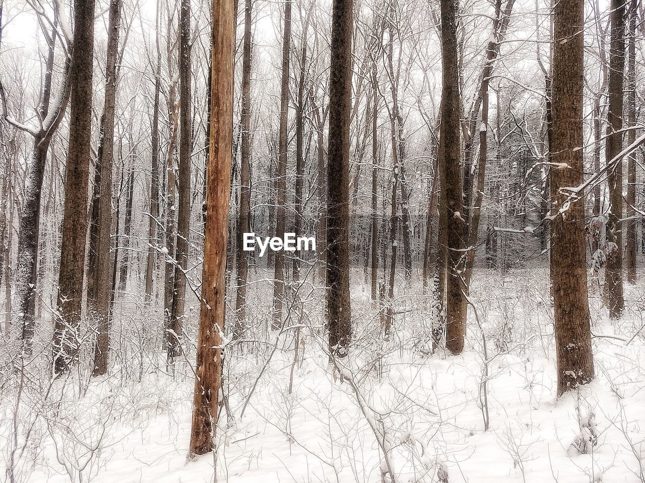 FROZEN TREES IN FOREST