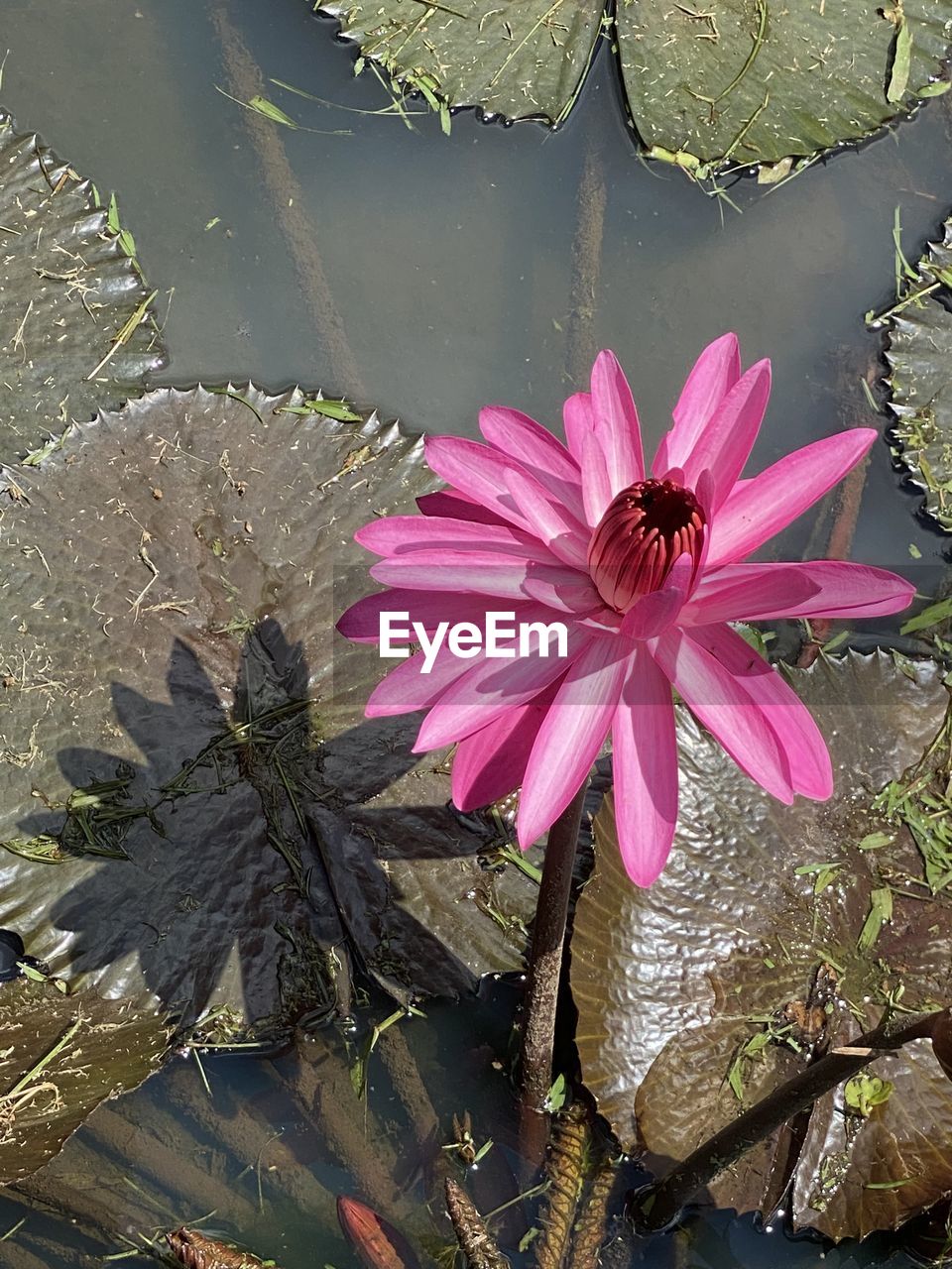 flower, flowering plant, pink, water, plant, beauty in nature, freshness, nature, leaf, lake, flower head, petal, inflorescence, fragility, water lily, high angle view, close-up, growth, no people, plant part, day, floating, outdoors, floating on water, pollen