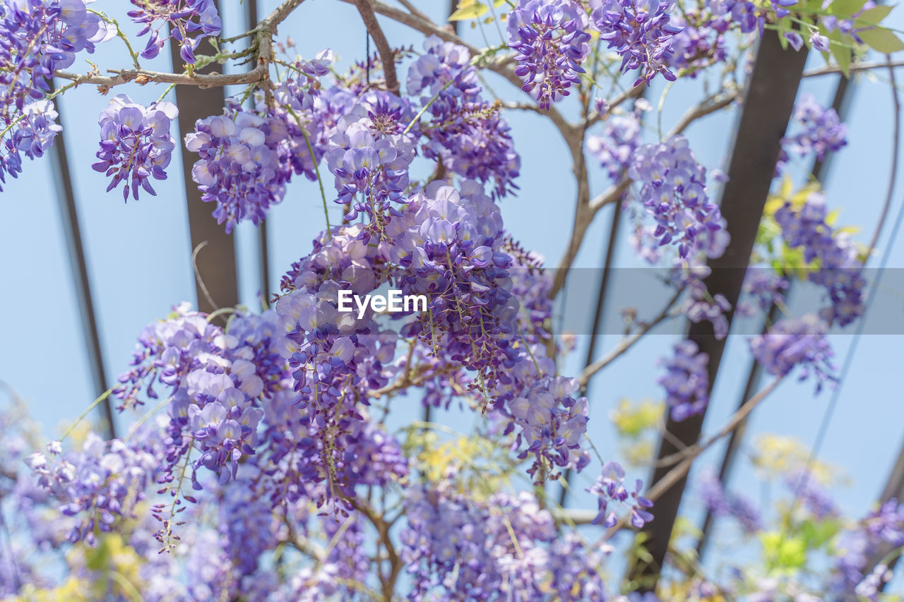 Purple flowers wisteria flowers blossom