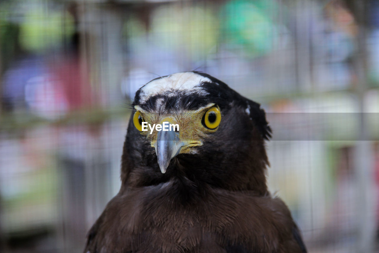 Close-up portrait of a bird