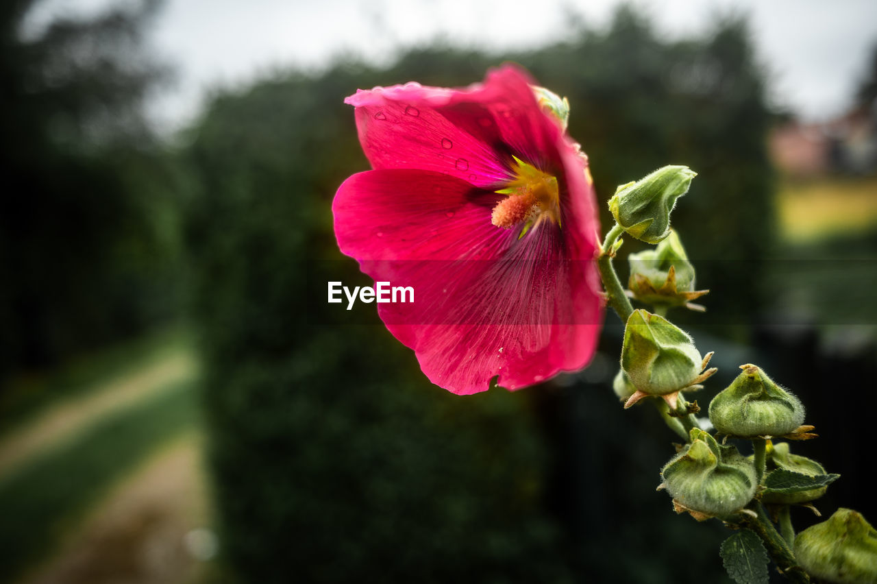 plant, flower, flowering plant, freshness, beauty in nature, petal, flower head, blossom, inflorescence, close-up, nature, fragility, macro photography, focus on foreground, growth, pink, green, springtime, no people, outdoors, yellow, hibiscus, botany, leaf, red, wildflower, plant part, rose, pollen