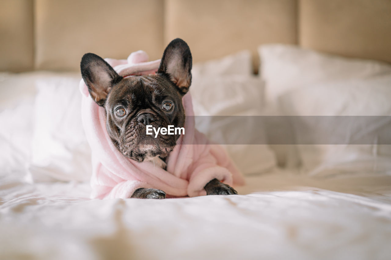 French bulldog in bathrobe on bed