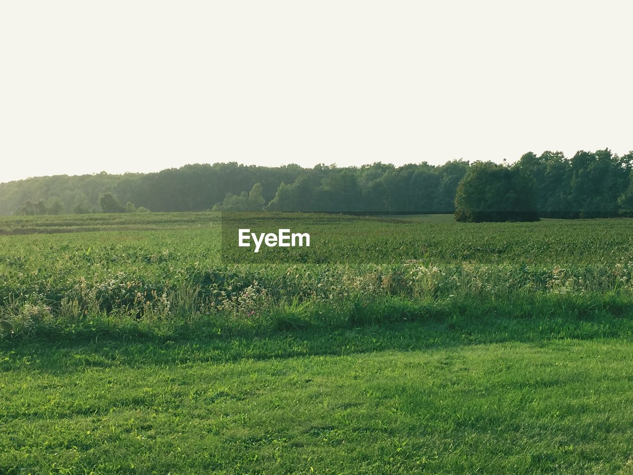 SCENIC VIEW OF GRASSY FIELD AGAINST SKY