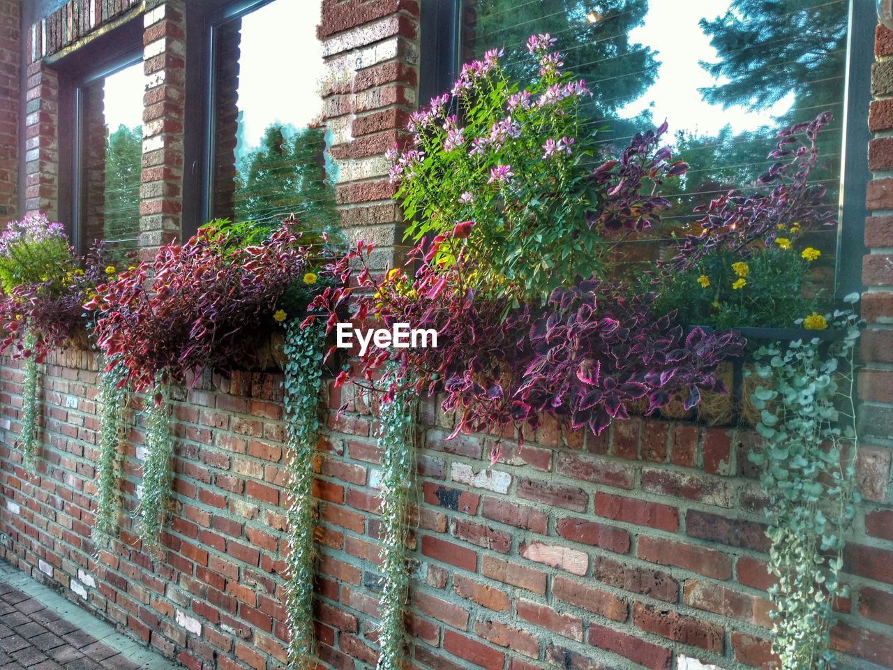 IVY GROWING ON BUILDING