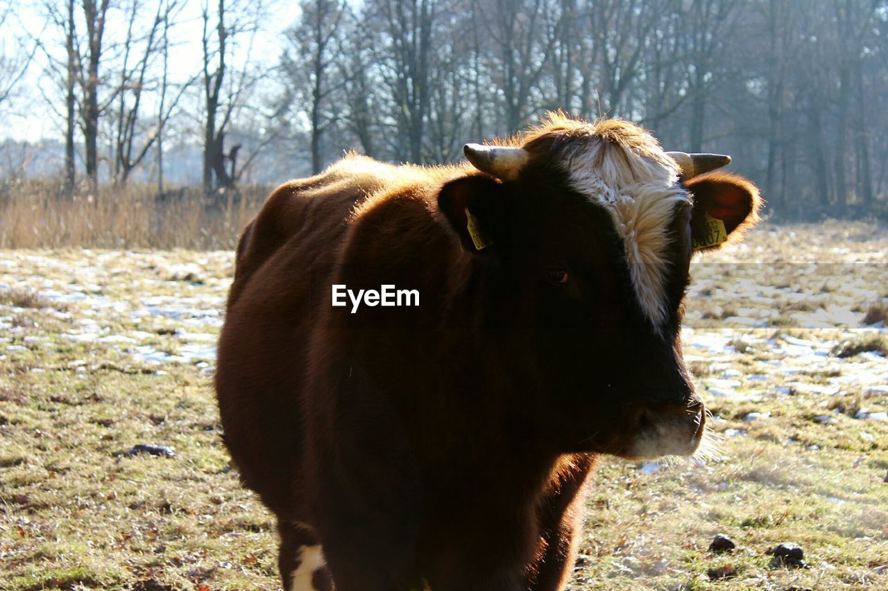 Close-up of cow on field during winter