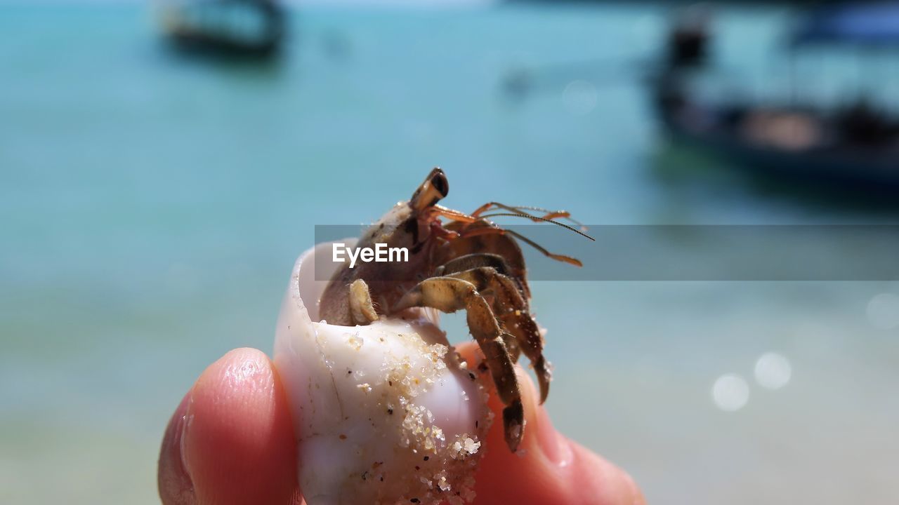 Cropped hand of person holding crab