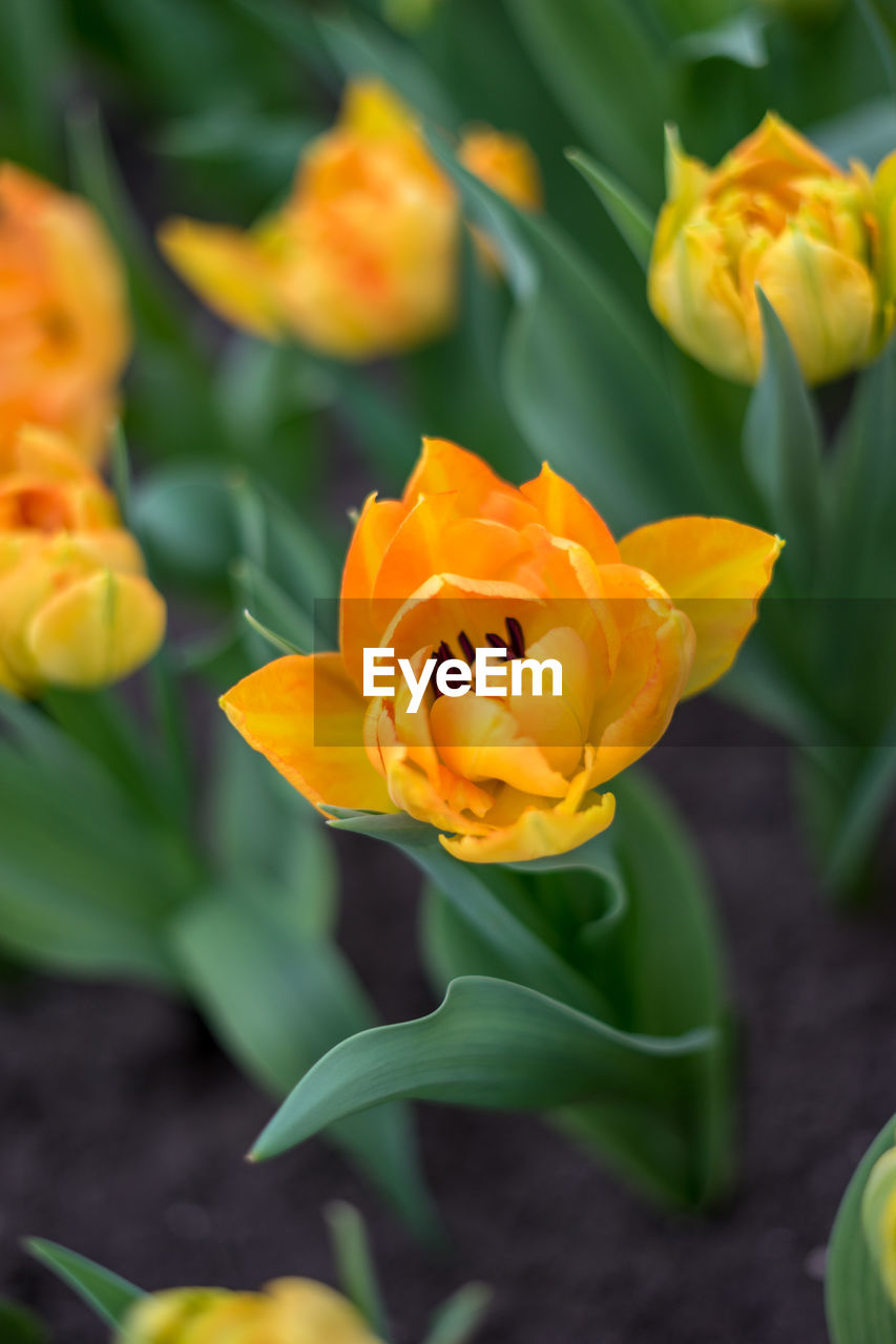 CLOSE-UP OF YELLOW ROSE FLOWER