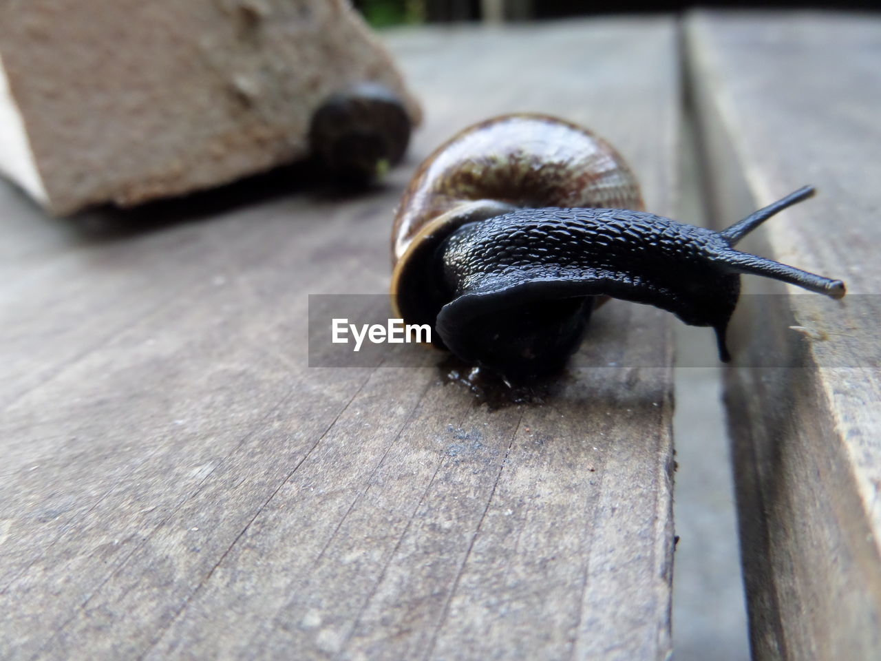 Surface level of snail on wooden surface