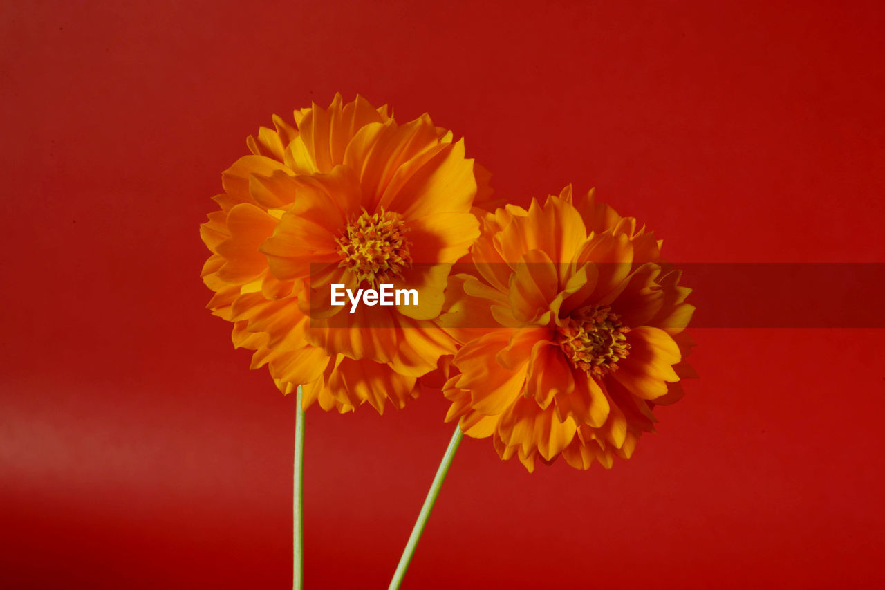 Two orange cosmos flowers, mexican aster cosmos bipinnatus on a red background