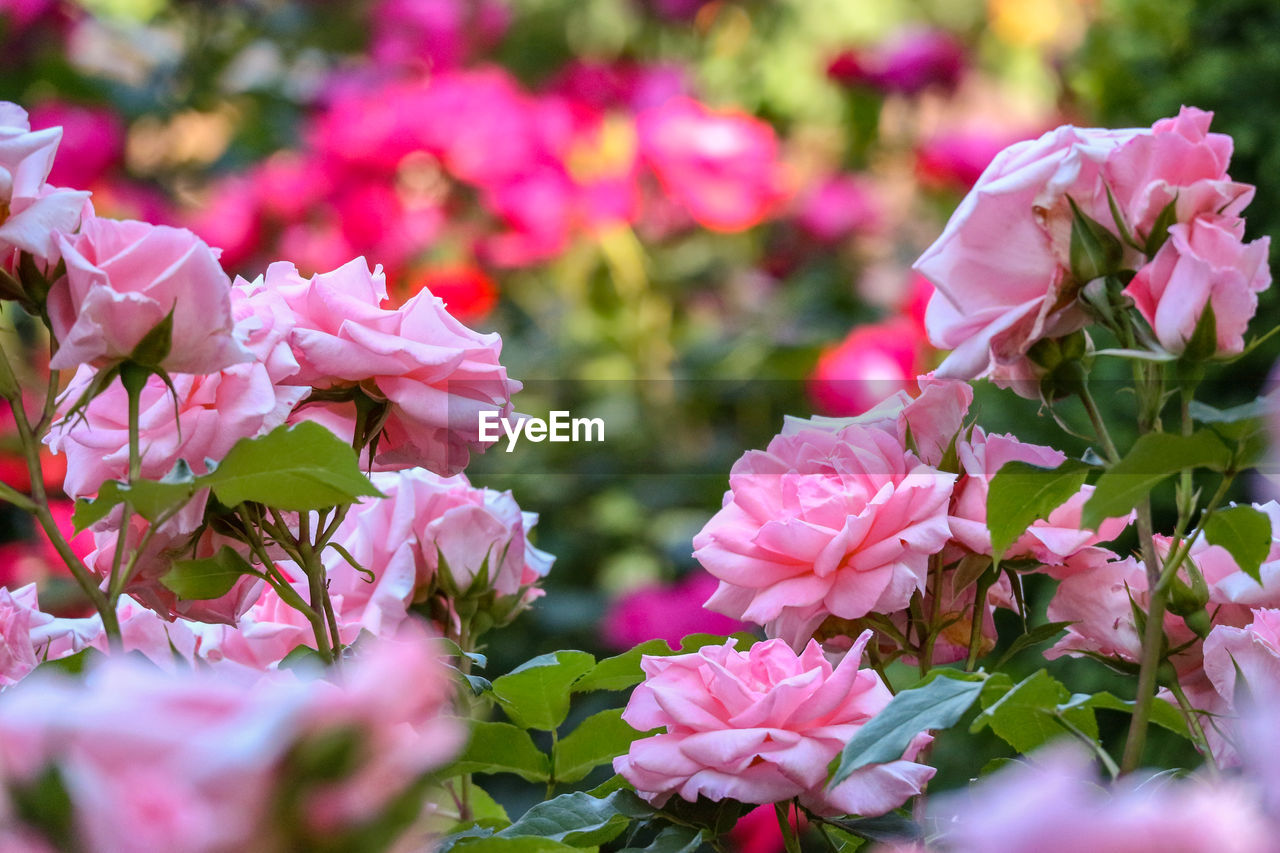 Close-up of pink flowering plants