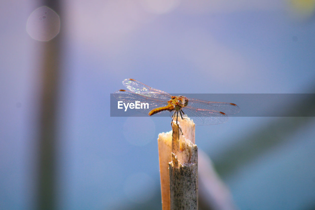 Close-up of dragonfly on wooden post