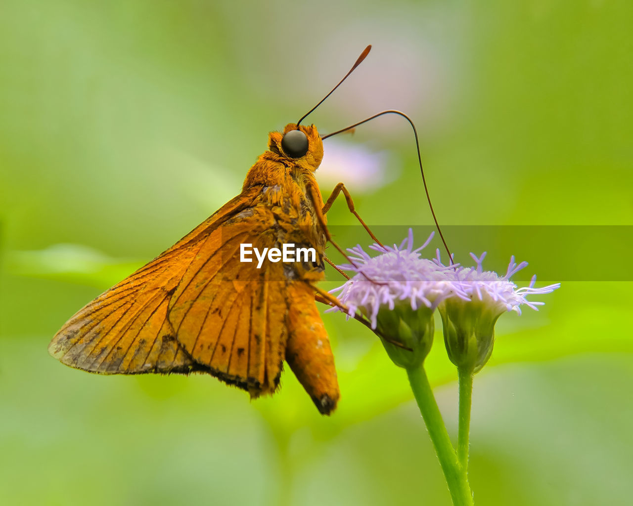 CLOSE-UP OF BUTTERFLY POLLINATING FLOWER