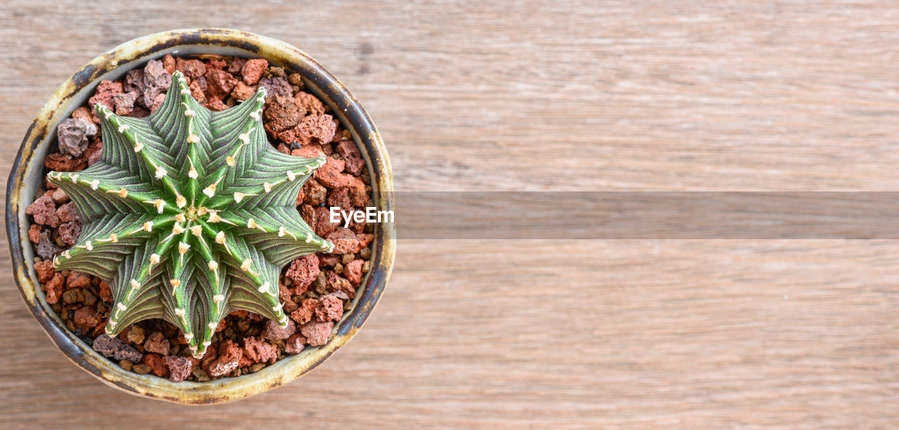 HIGH ANGLE VIEW OF SUCCULENT PLANT ON TABLE