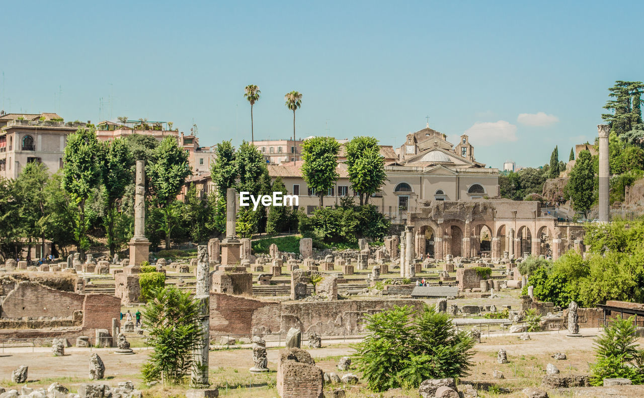 Trees in roman forum against sky